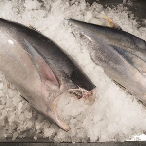 Albacora – Thunnus albacares