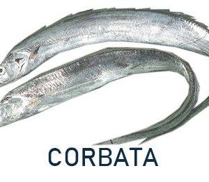 Corbata - Trichiurus Lepturus