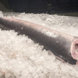 Pez espada – Xiphias gladius