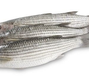 Lisa - Chelon labrosus