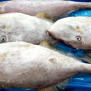Chancho – Australoheros Facetus