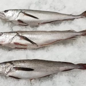 Merluza – Merluccius Gayi