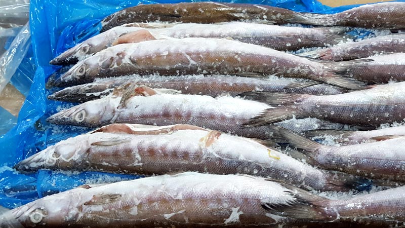 Picuda – Sphyraena ensis